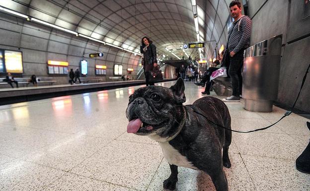 Claves de la Ley de Bienestar Animal: las mascotas como seres «sintientes»