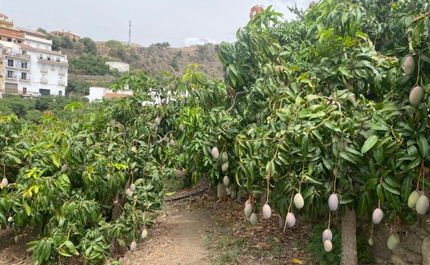 Ecologistas rechazan una desaladora en la Axarquía y piden prohibir conversiones de fincas de secano a regadío