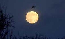 Llega la Luna del lobo: la primera luna llena de este año 2022