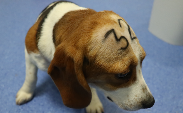 ¿Qué pasará con los 38 cachorros de beagle? Clamor contra un laboratorio de Barcelona para evitar su sacrificio