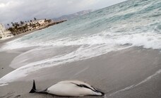 El Aula del Mar retira un delfín muerto en la playa nerjeña de La Torrecilla