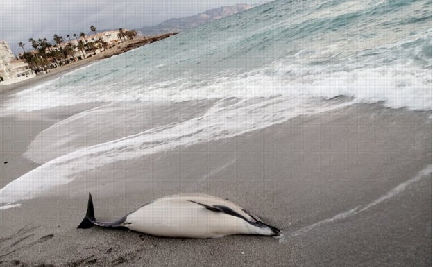 El Aula del Mar retira un delfín muerto en la playa nerjeña de La Torrecilla
