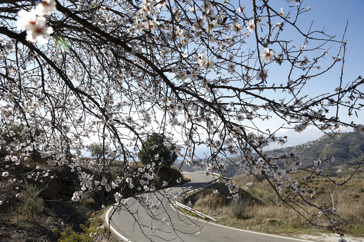 Almendros en Málaga: el cambio climático adelanta la floración