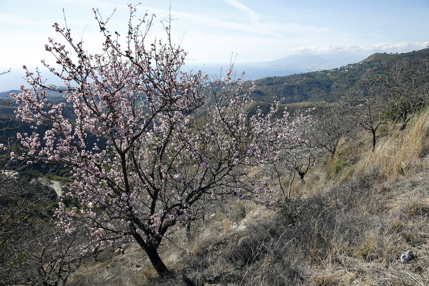 Fotos: Almendros en Málaga: el cambio climático adelanta la floración |  Diario Sur