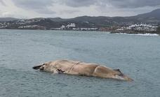 El cadáver de la ballena reaparece en la escollera del puerto de Estepona