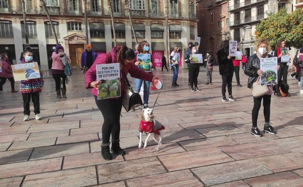 Animalistas protestan en Málaga contra los planes para exterminar cotorras a tiros