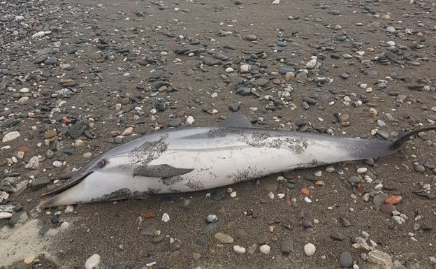 Otro delfín muerto eleva a 11 los cadáveres en las playas de Málaga en un mes
