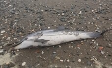 Otro delfín muerto eleva a 11 los cadáveres en las playas de Málaga en un mes