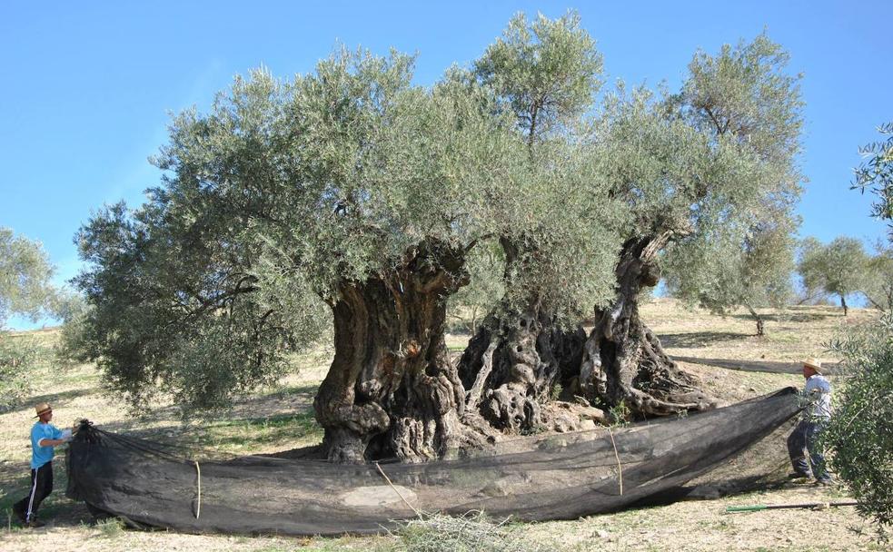 Los aceites de oliva virgen extra de Málaga que provienen de los árboles más longevos