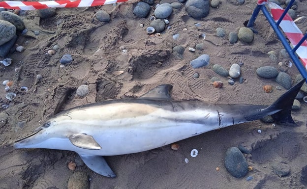 Enero, un mes negro para los delfines con 14 varamientos en Málaga