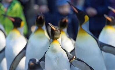 El cambio climático en la Antártida exilia a los pingüinos