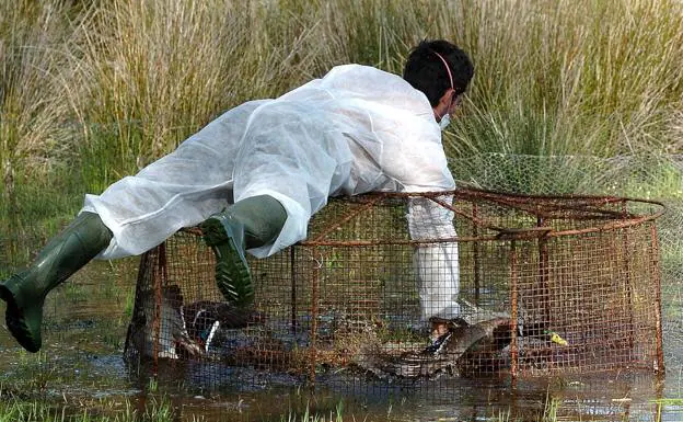 Imagen de archivo del control de aves en Doñana 