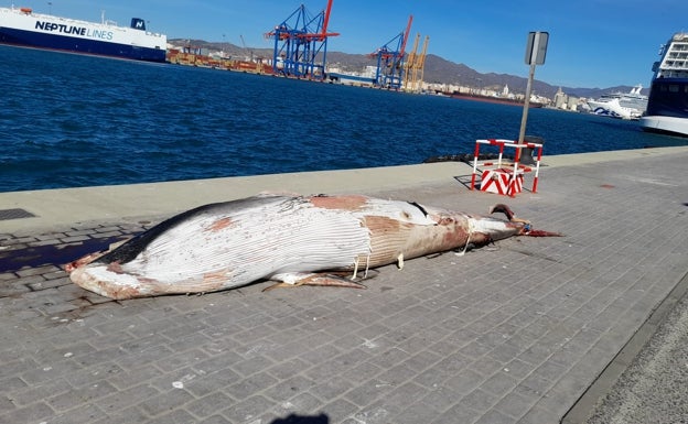 Aparece una ballena muerta en la bocana del Puerto de Málaga