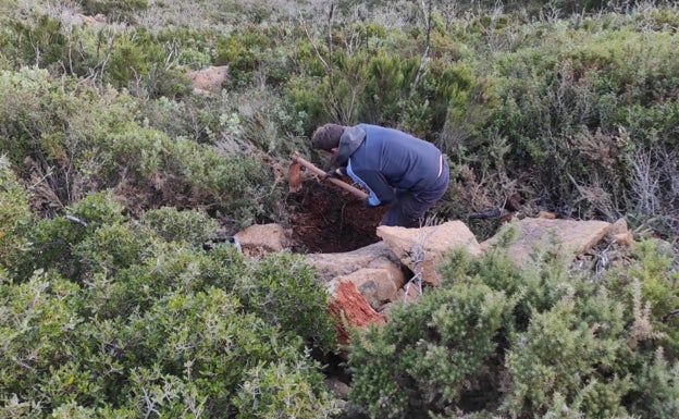 Finaliza la segunda fase de repoblación de pinsapos en la Sierra Negra de Coín