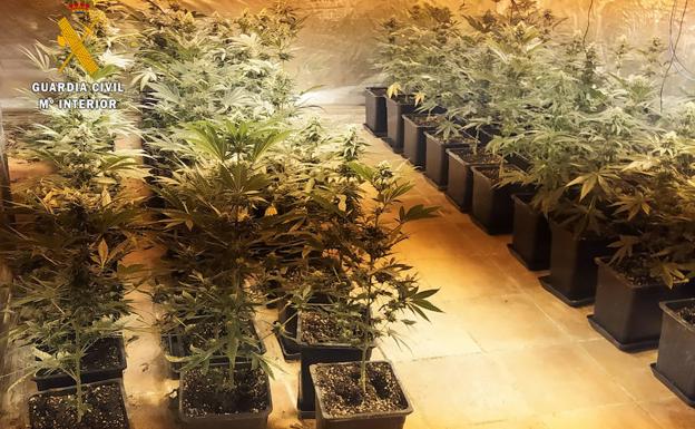 Siete detenidos e intervenidas más de 1.400 plantas de marihuana en tres operaciones en la provincia de Málaga