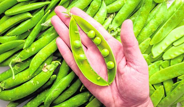 Guisante, el regreso del lujo verde