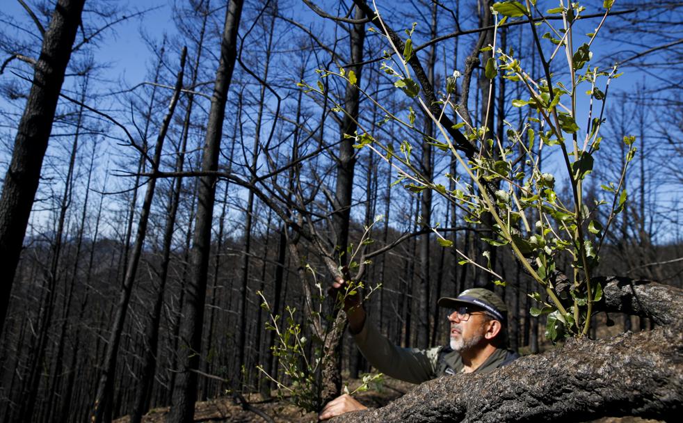 Brotes verdes en Sierra Bermeja seis meses después del infierno