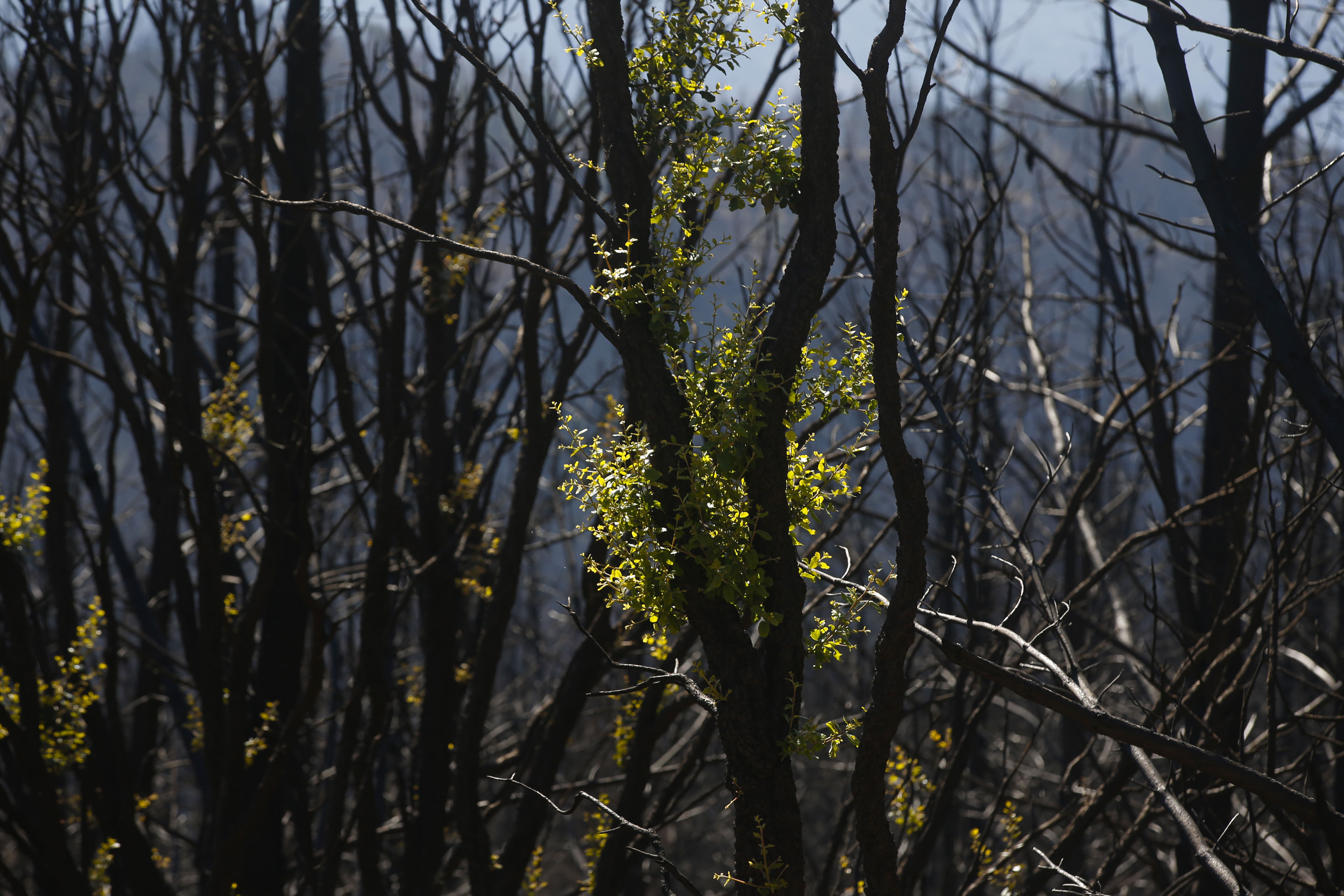 Así son los brotes verdes de Sierra Bermeja seis meses después del incendio forestal