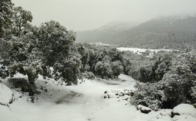 La Sierra de las Nieves amanece cubierta de blanco tras el paso de la borrasca Celia