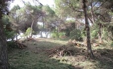 Produnas anima a los vecinos de Marbella a surtirse de leña procedente de la poda de pinos en las Dunas de Artola