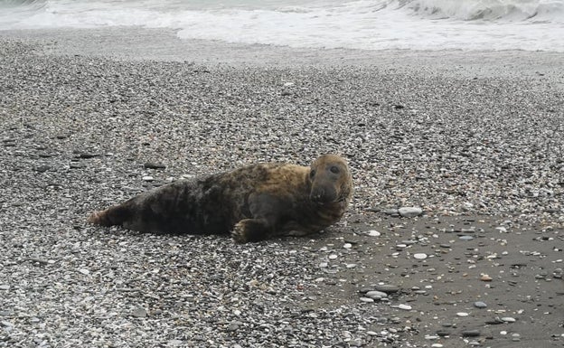 Un extraño ejemplar de foca recorre las costas malagueñas