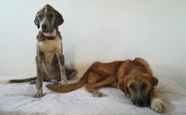 Confirman la condena a un cabrero de Casabermeja, al que prohíben trabajar con animales por maltratar a sus perros