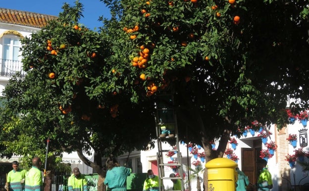 Así organiza la poda Marbella con los nuevos 10.000 m2 de zonas verdes