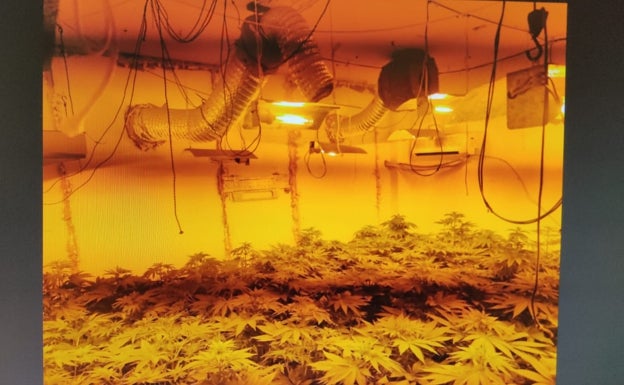La Junta recupera 17 pisos de protección oficial destinados al cultivo de marihuana en La Corta