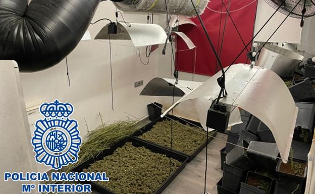 Desmantelan un invernadero de marihuana en un piso de Portada alta