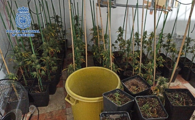 Un detenido por cultivar 79 plantas de marihuana en su casa de Vélez-Málaga
