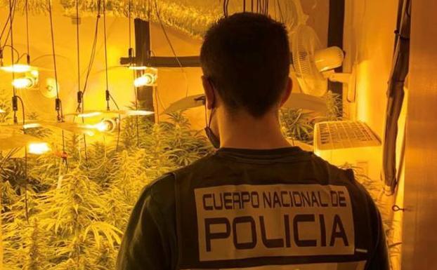 Detenido por tener 196 plantas de marihuana y numerosas armas blancas en un piso de la Cruz Verde