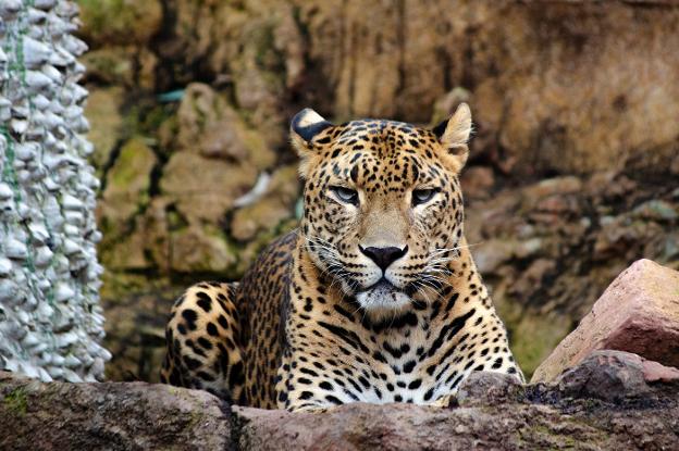 Los Bioparc, protagonistas de la docuserie 'Crónicas del zoo'
