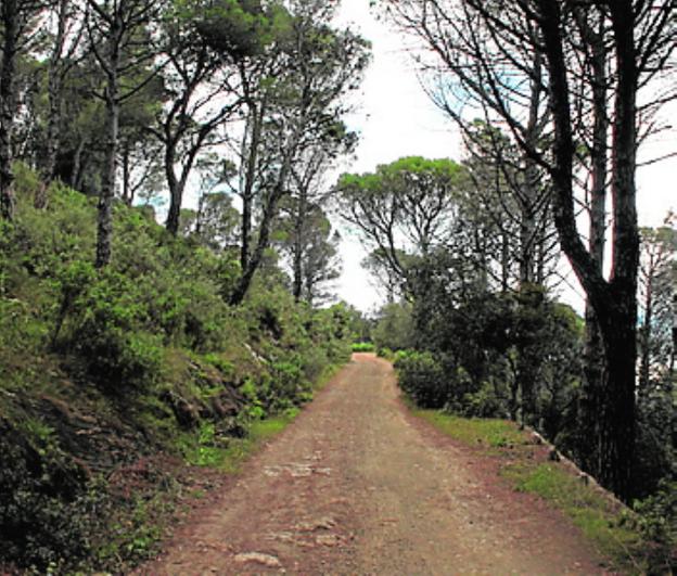 Alhaurín el Grande | Fuente del Acebuche, un espeso bosque para disfrutar de la naturaleza