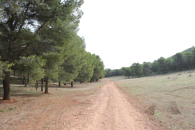 Humilladero | La Sierrecilla, un frondoso pinar que emerge con brío sobre la fértil Vega