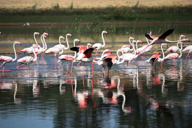 Campillos | La reserva natural de las Lagunas, humedales para observar la avifauna