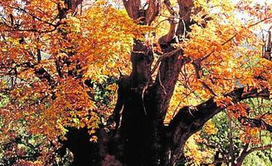 Istán | El Castaño Santo, un árbol monumental en el Hoyo del Bote
