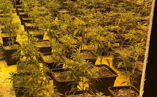 Detenidos tres integrantes de una organización dedicada al cultivo de marihuana en una vivienda de lujo en Mijas