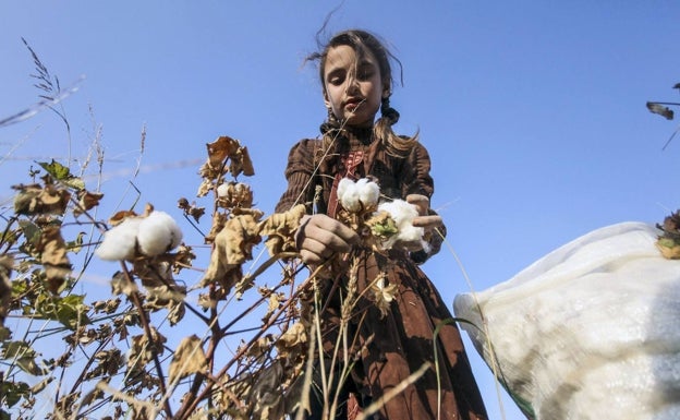 El algodón que engaña: etiquetas que pueden confundir al comprar 'moda sostenible'