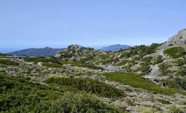 Investigadores publican el primer catálogo de la flora de la Sierra de las Nieves