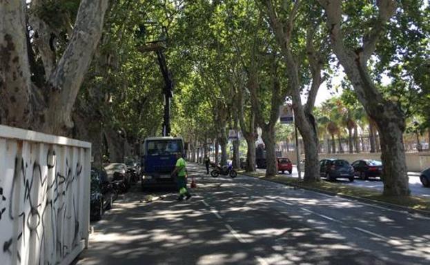 Fallece un joven de 18 años tras sufrir una caída de una moto en el Paseo de los Curas en Málaga