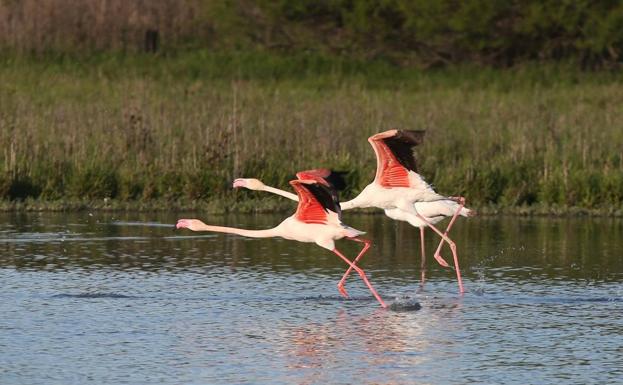 La Laguna de Fuente de Piedra en Málaga se llena de flamencos