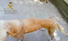 Salvan de morir de hambre a dos perros abandonados por su dueño