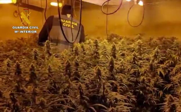 Nueve detenidos en Comares y Moclinejo tras desmantelar tres organizaciones dedicadas al cultivo de marihuana
