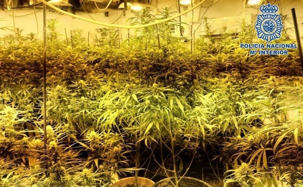 Intervienen más de mil plantas de marihuana en un poblado chabolista de Torre del Mar con la ayuda de drones