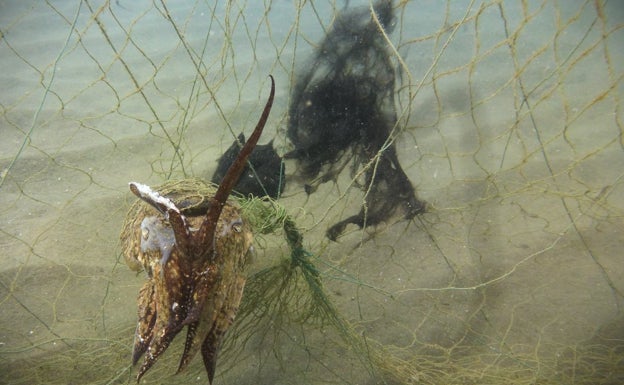 Buceadores retiran una gran red abandonada en los Baños del Carmen con decenas de peces muertos