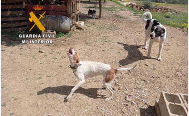 Un detenido por tener perros y cabras desnutridos y un ejemplar de la especie protegida Tridcana Gigas en Pizarra y Alhaurín el Grande