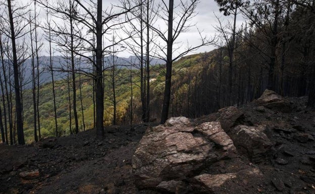 Estepona se protege contra las llamas que asolaron Sierra Bermeja