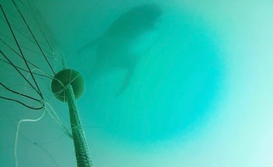 Un proyecto científico en Málaga ayuda a los pescadores a reducir los ataques de delfines a sus redes