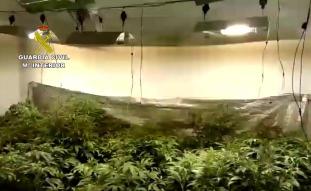 Ocho detenidos de un clan familiar en la operación Boquete por cultivar marihuana en dos viviendas en Mijas y Pizarra