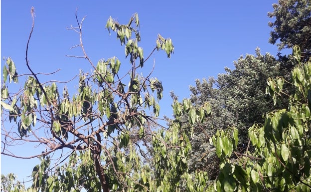 Guerra del agua en Benamocarra